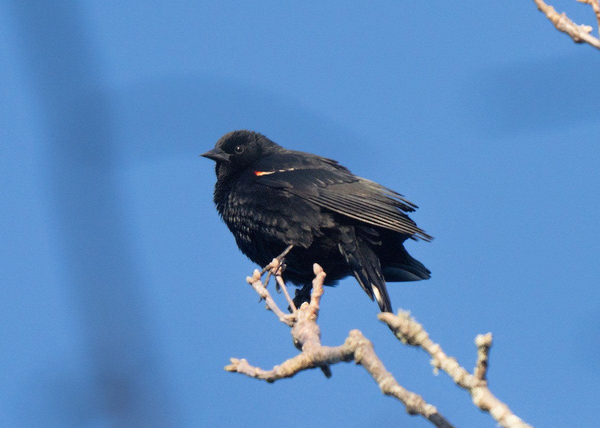 Red-winged Blackbird - ML646327029