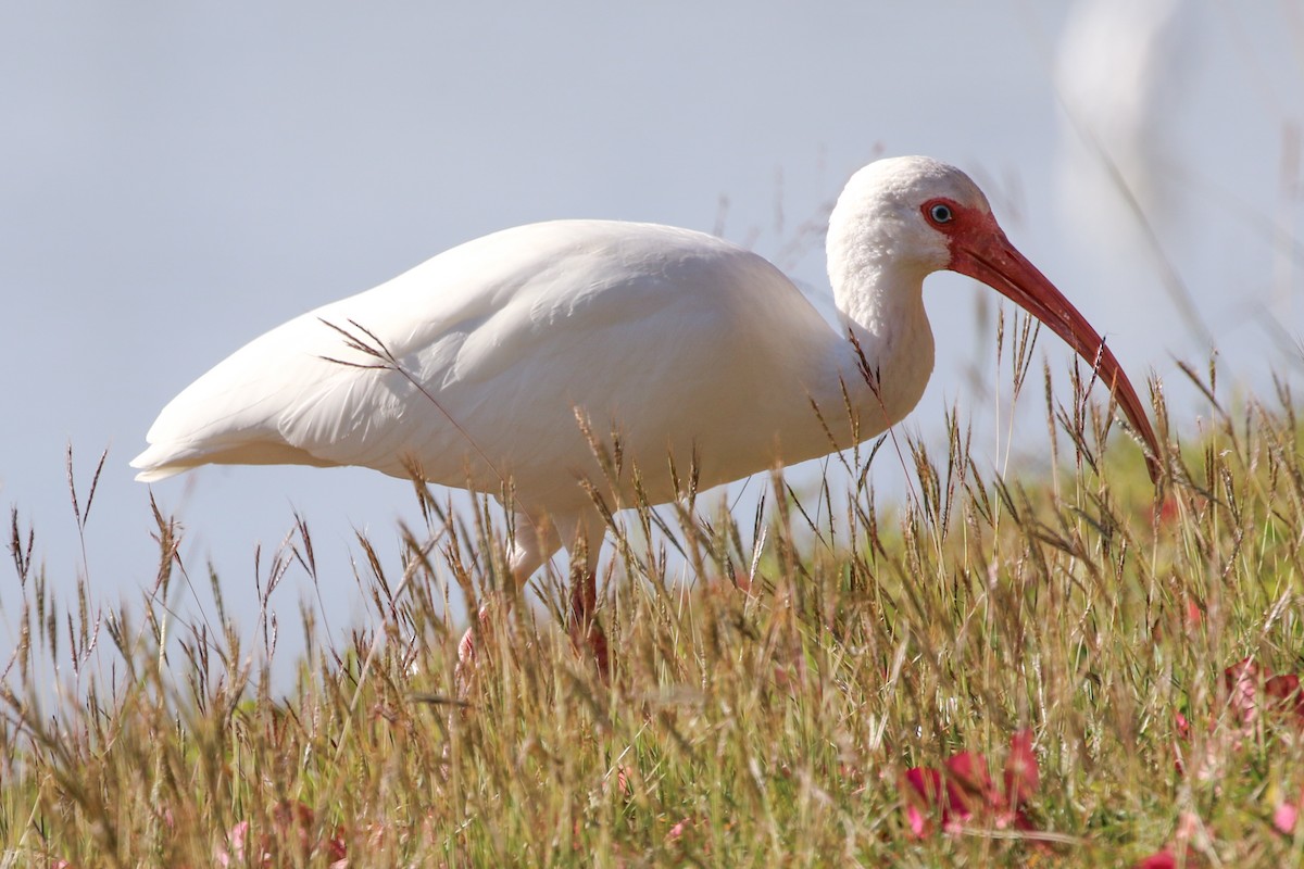 White Ibis - ML646327030