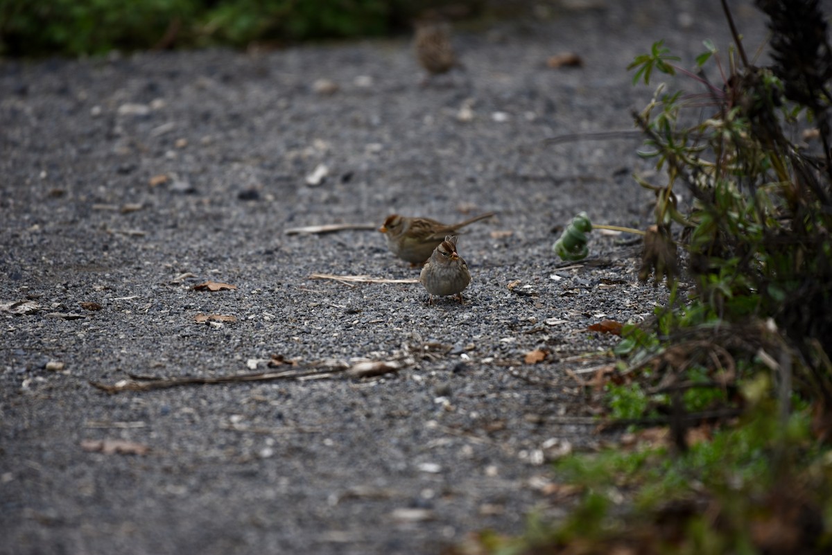 White-crowned Sparrow - ML646327031