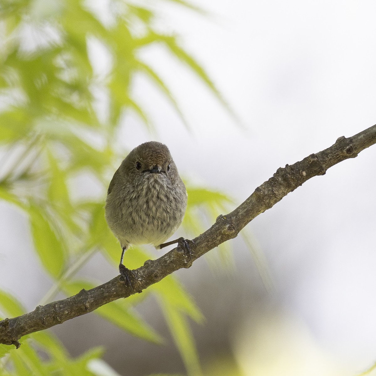 Brown Thornbill - ML646327032