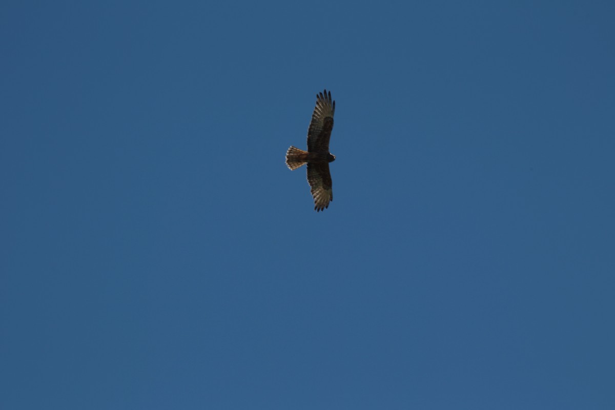 Swamp Harrier - ML646327033