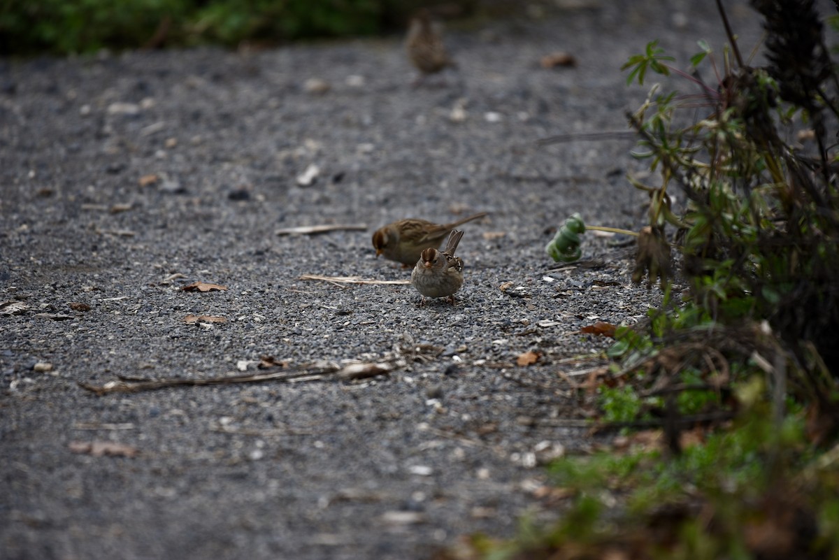 White-crowned Sparrow - ML646327034