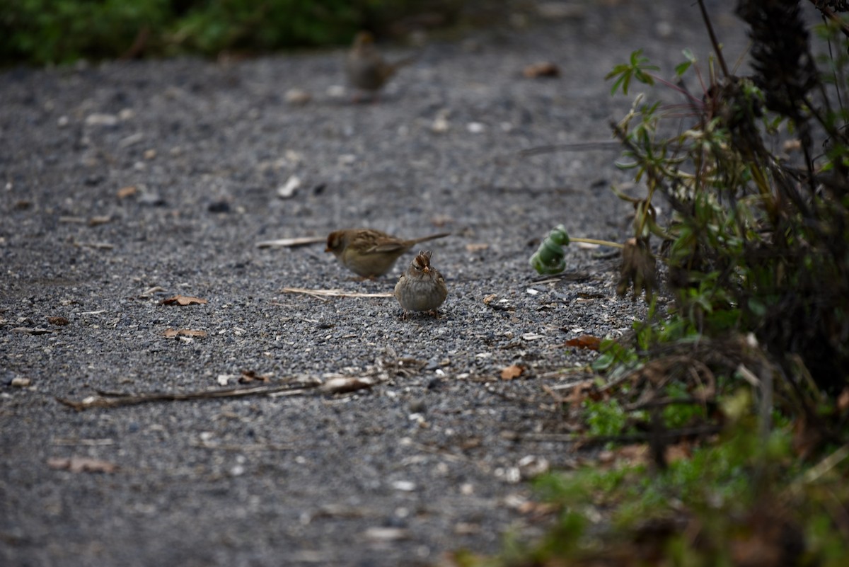 White-crowned Sparrow - ML646327035