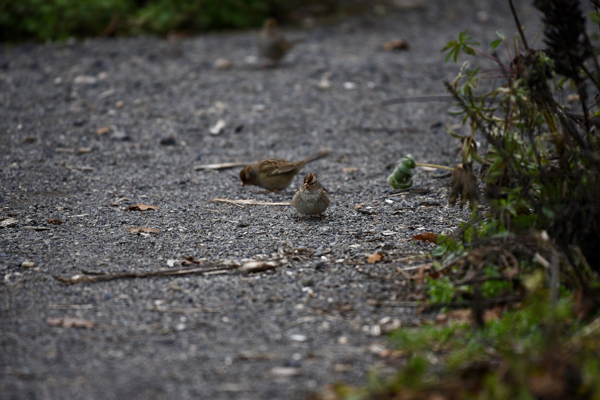 White-crowned Sparrow - ML646327036