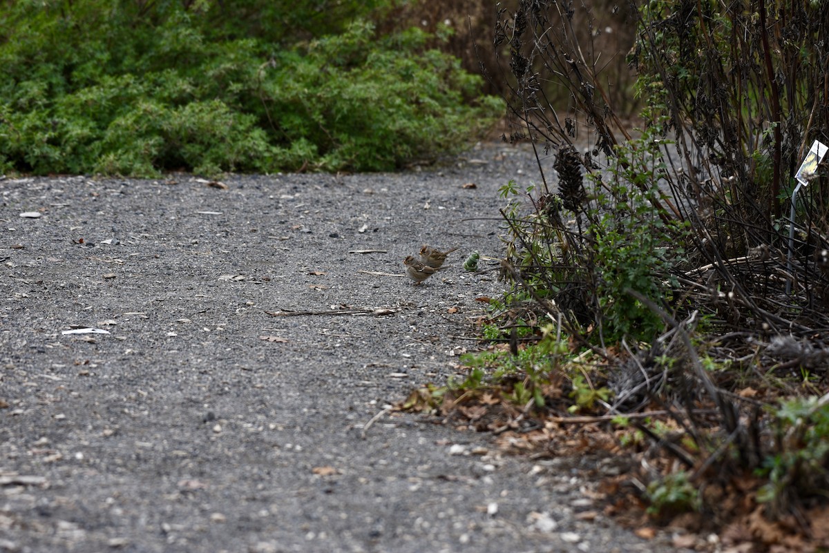 White-crowned Sparrow - ML646327037