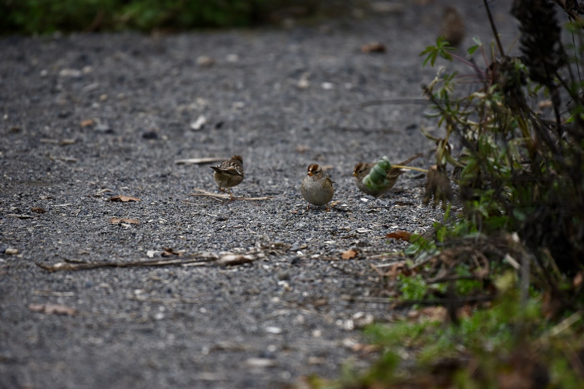 White-crowned Sparrow - ML646327038