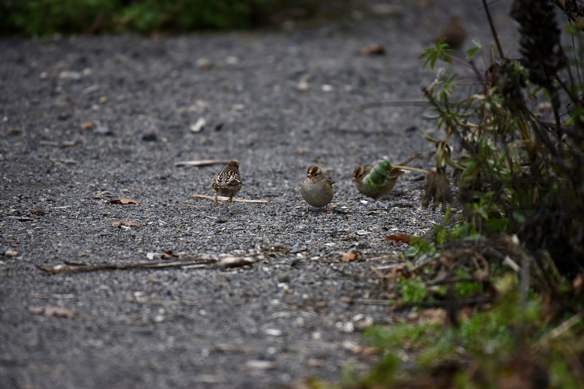 White-crowned Sparrow - ML646327039