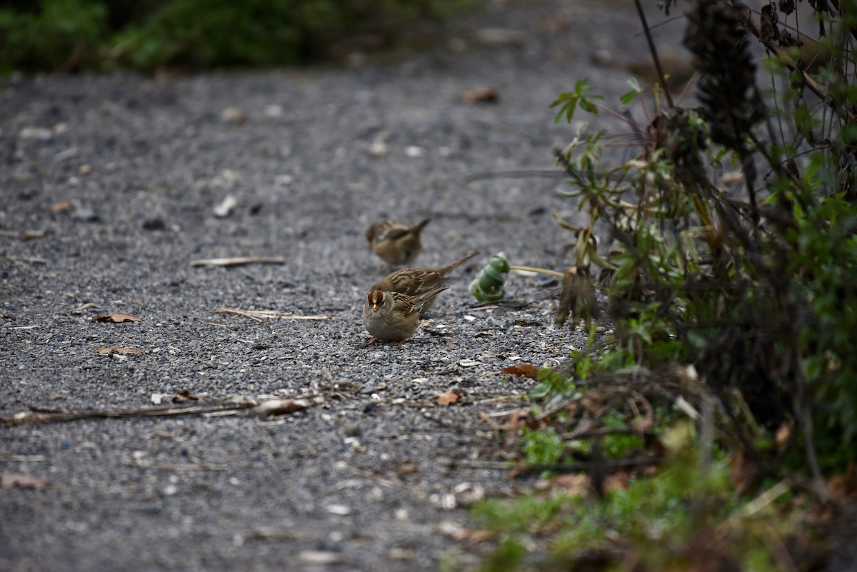White-crowned Sparrow - ML646327040