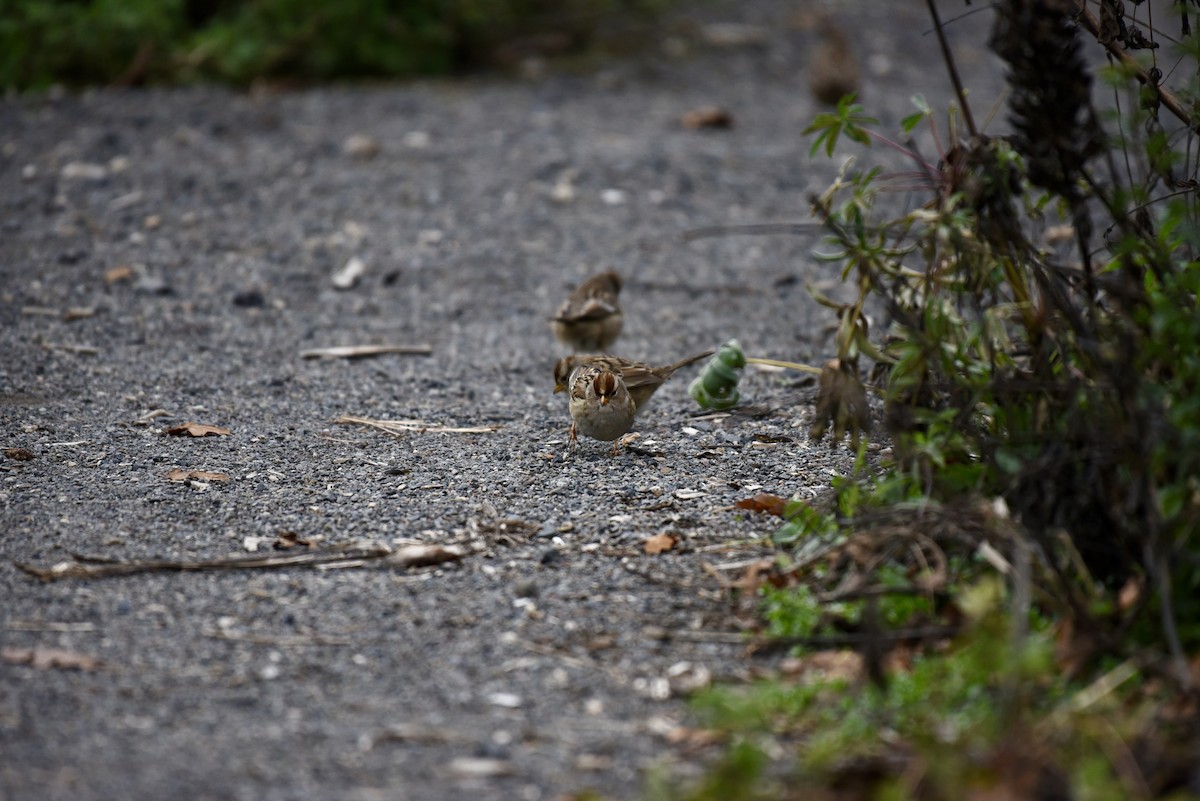 White-crowned Sparrow - ML646327041
