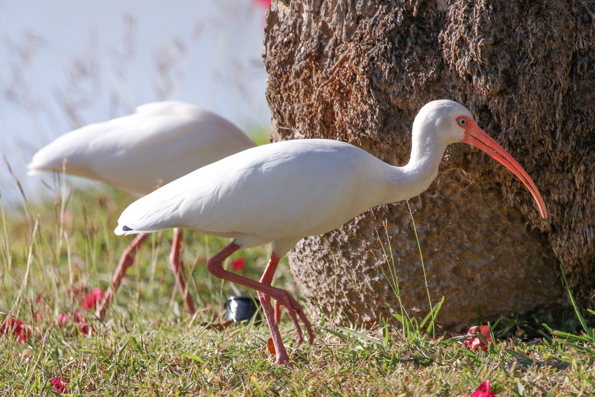 White Ibis - ML646327042