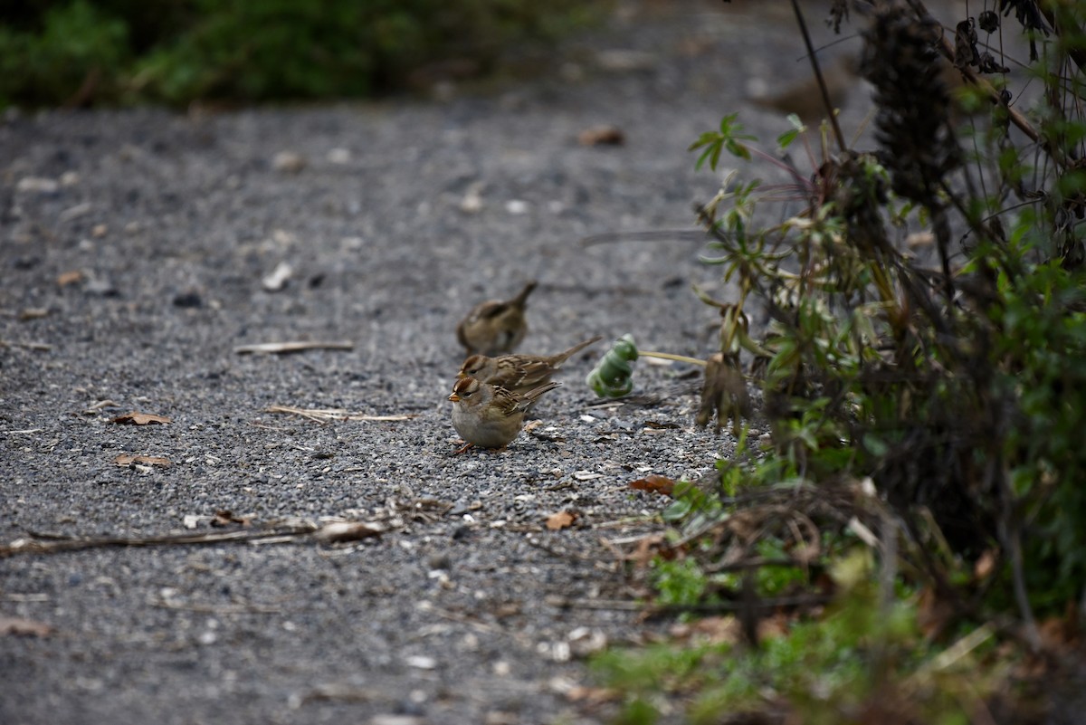 White-crowned Sparrow - ML646327043