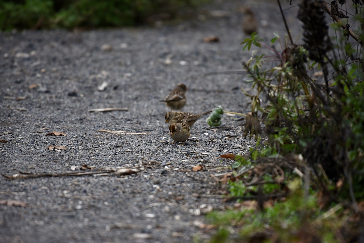 White-crowned Sparrow - ML646327044