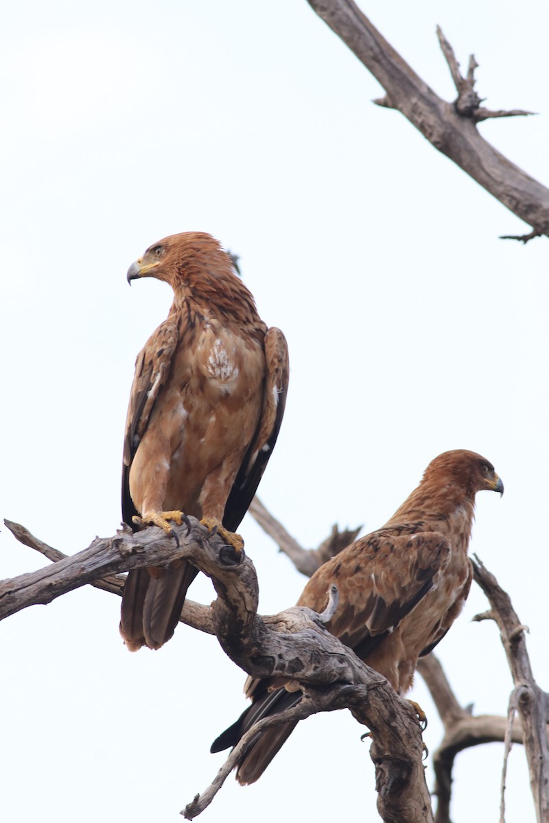 savanneørn - ML646327047