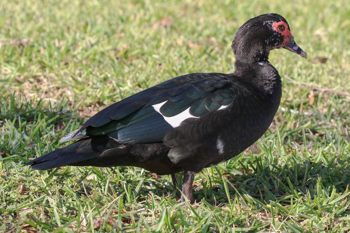 Anatra muta (domestica) - ML646327048