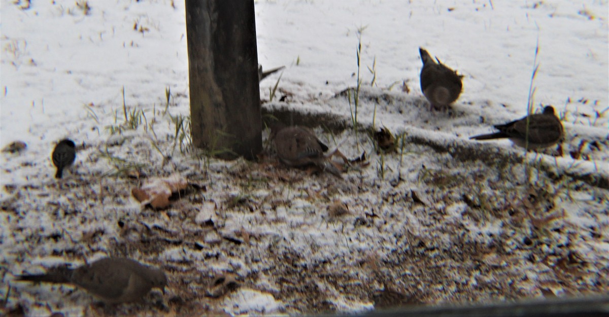 White-crowned Sparrow - ML646327055