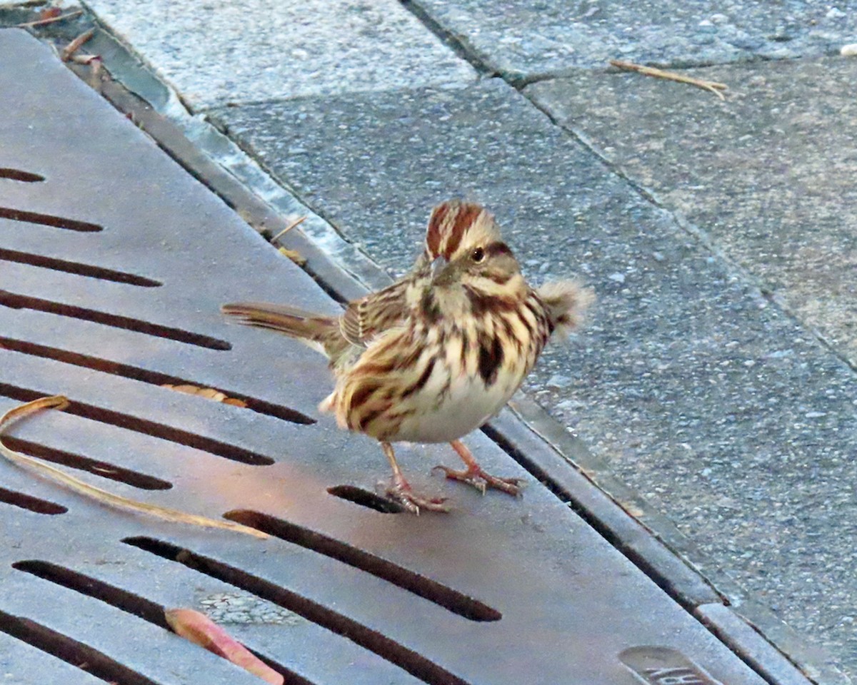 ウタスズメ - ML646327057