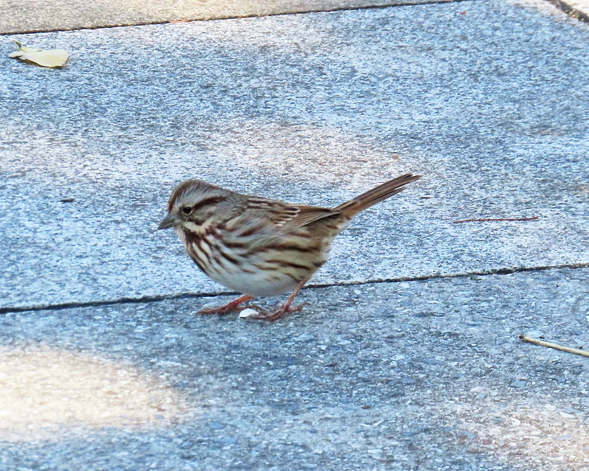 ウタスズメ - ML646327058