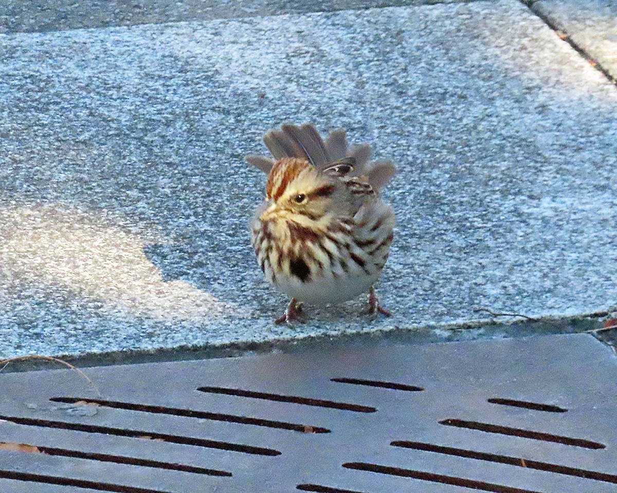 ウタスズメ - ML646327059