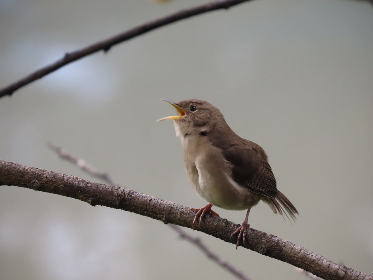 Southern House Wren - ML646327060