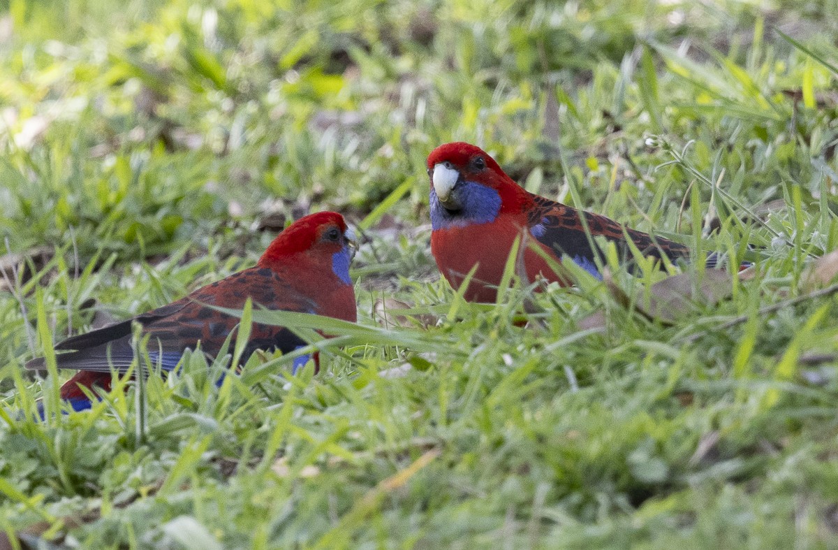 Kırmızı Rozella - ML646327062