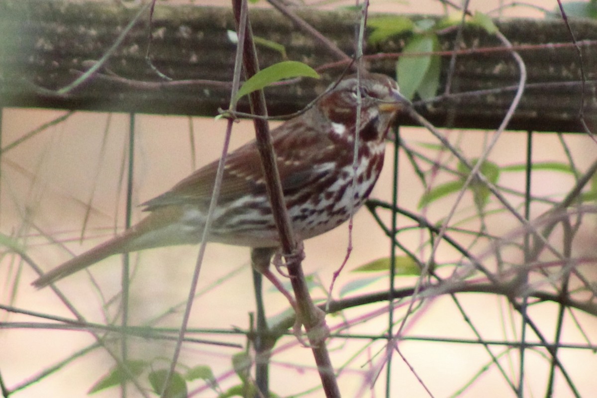 Fox Sparrow - ML646327064