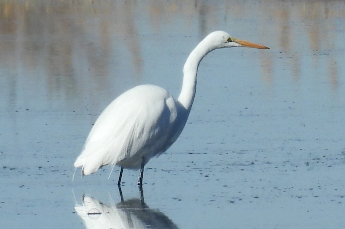Great Egret - ML646327065