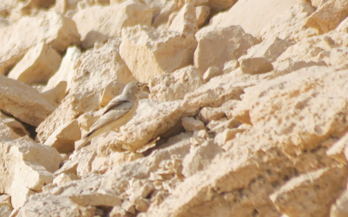 スナヒバリ - ML646327066