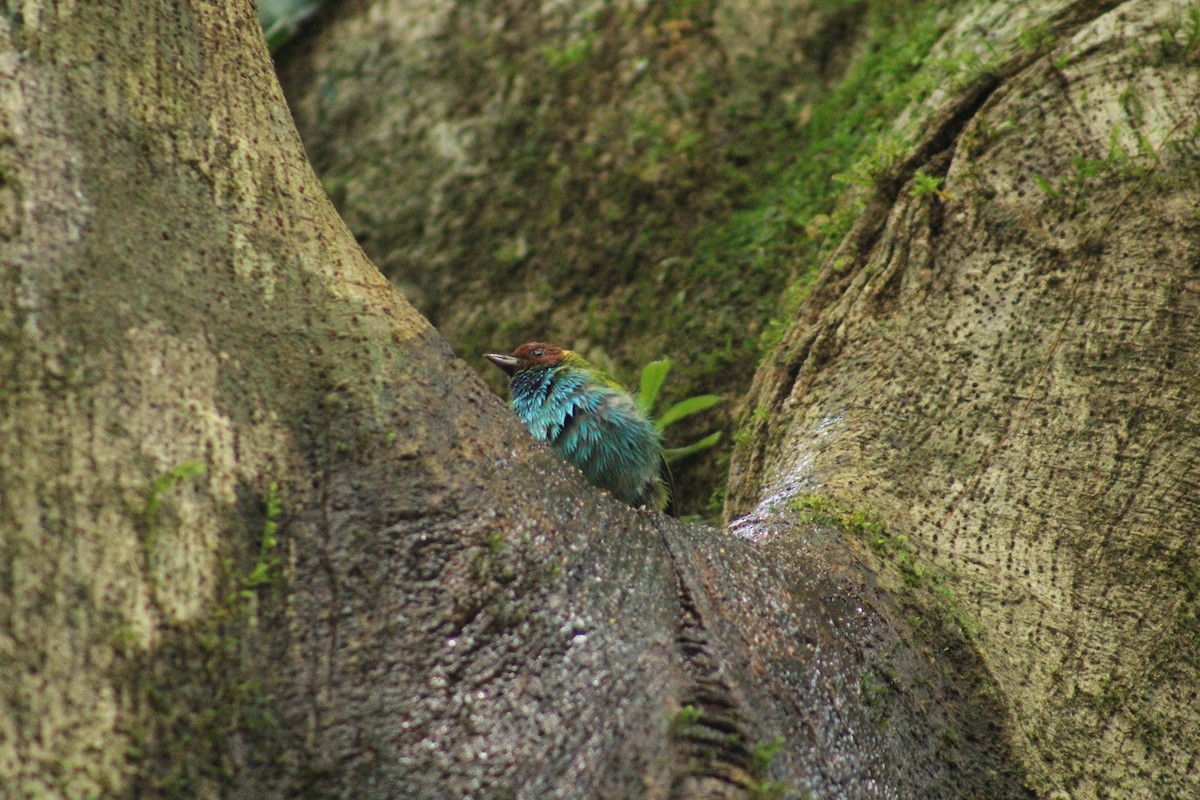 Tangara Cabecibaya - ML646327067