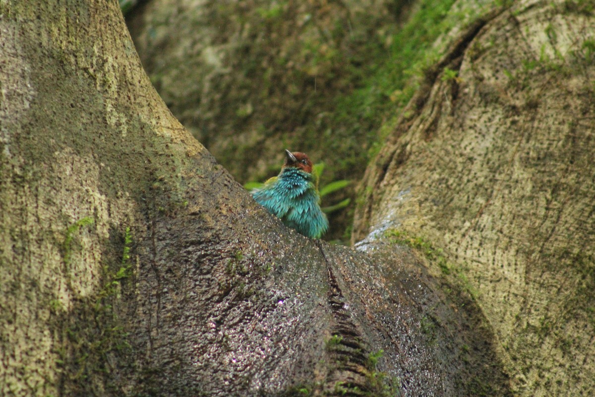 Tangara Cabecibaya - ML646327068