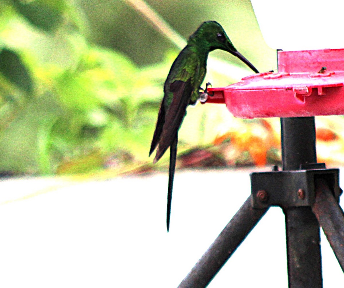 Empress Brilliant - ML646327069