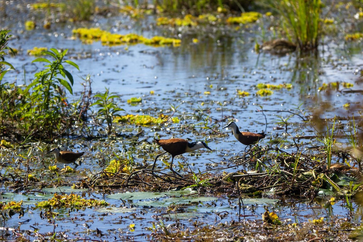 Afrika Jakanası - ML646327072