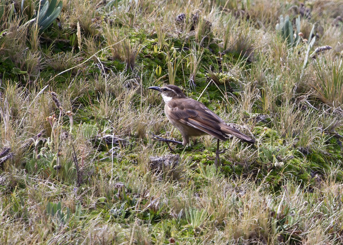 Stout-billed Cinclodes - ML646327074