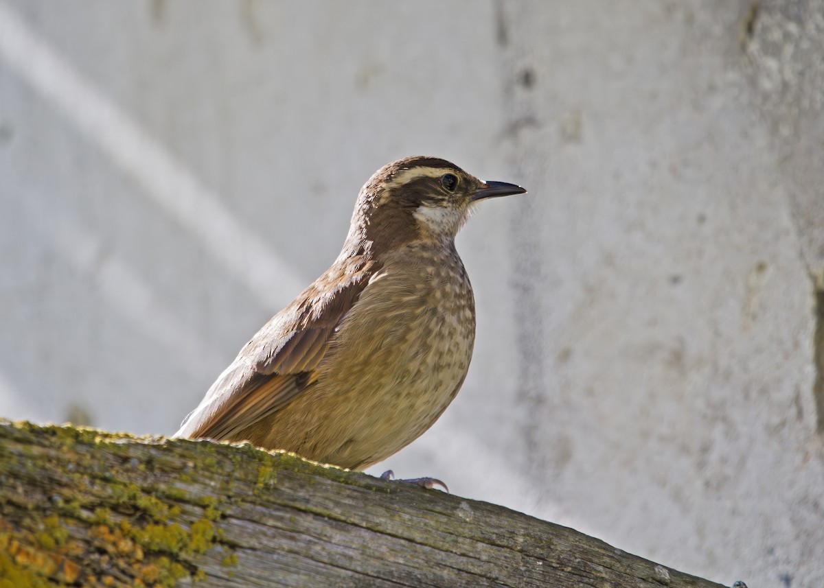 Stout-billed Cinclodes - ML646327075