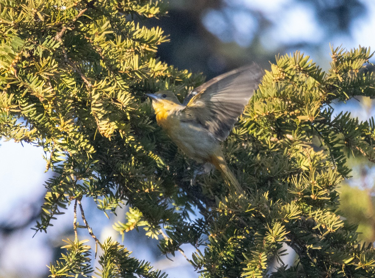 Baltimore Oriole - ML646327076