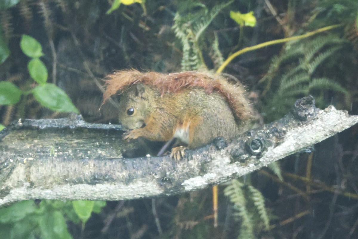 哺乳綱 - ML646327077