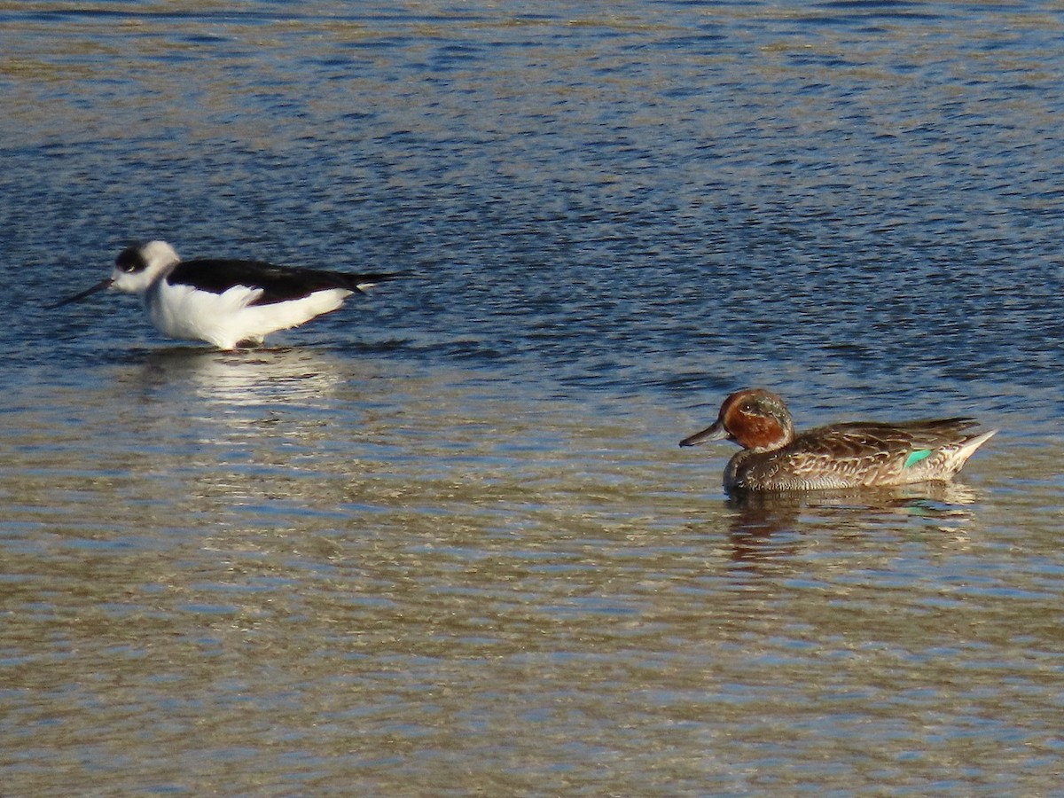 Green-winged Teal - ML646327078