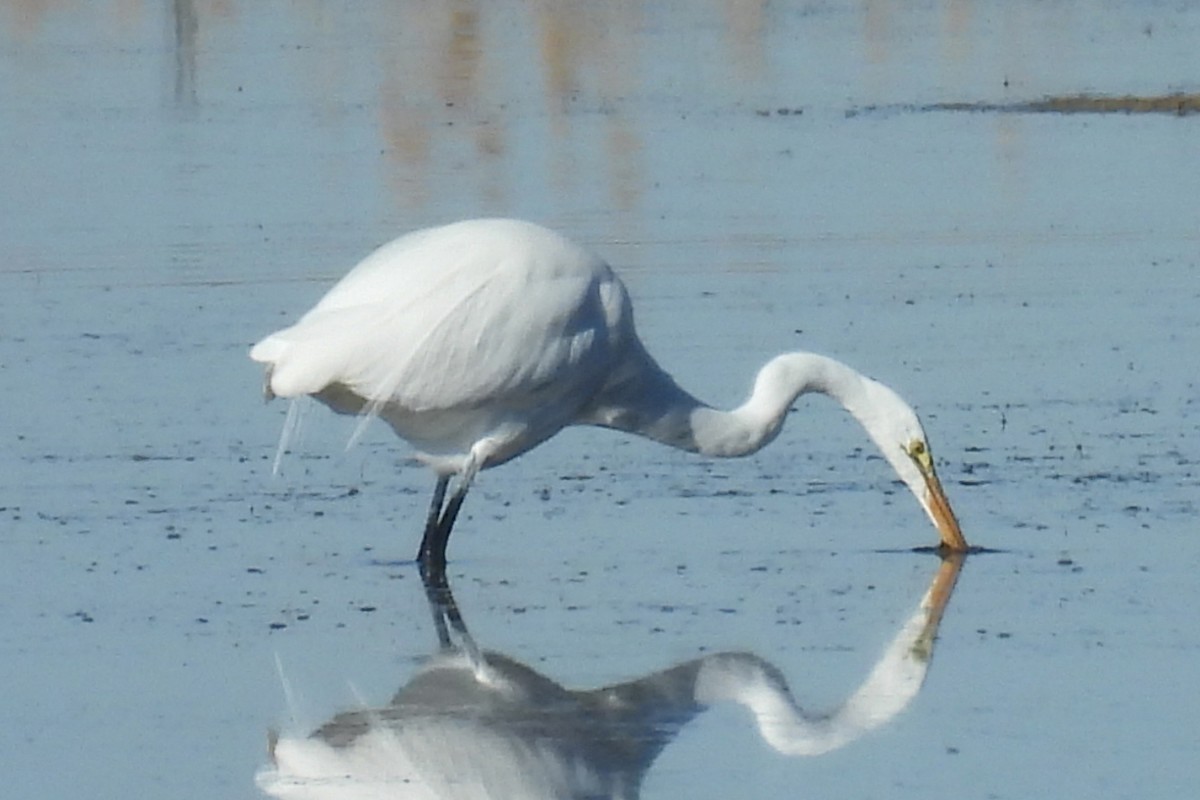 Great Egret - ML646327079