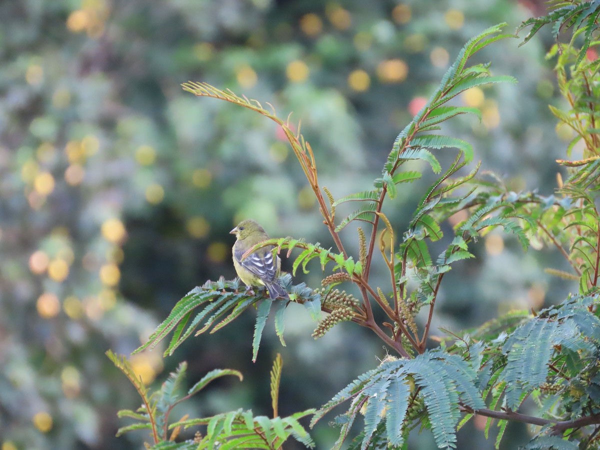 Lesser Goldfinch - ML646327081