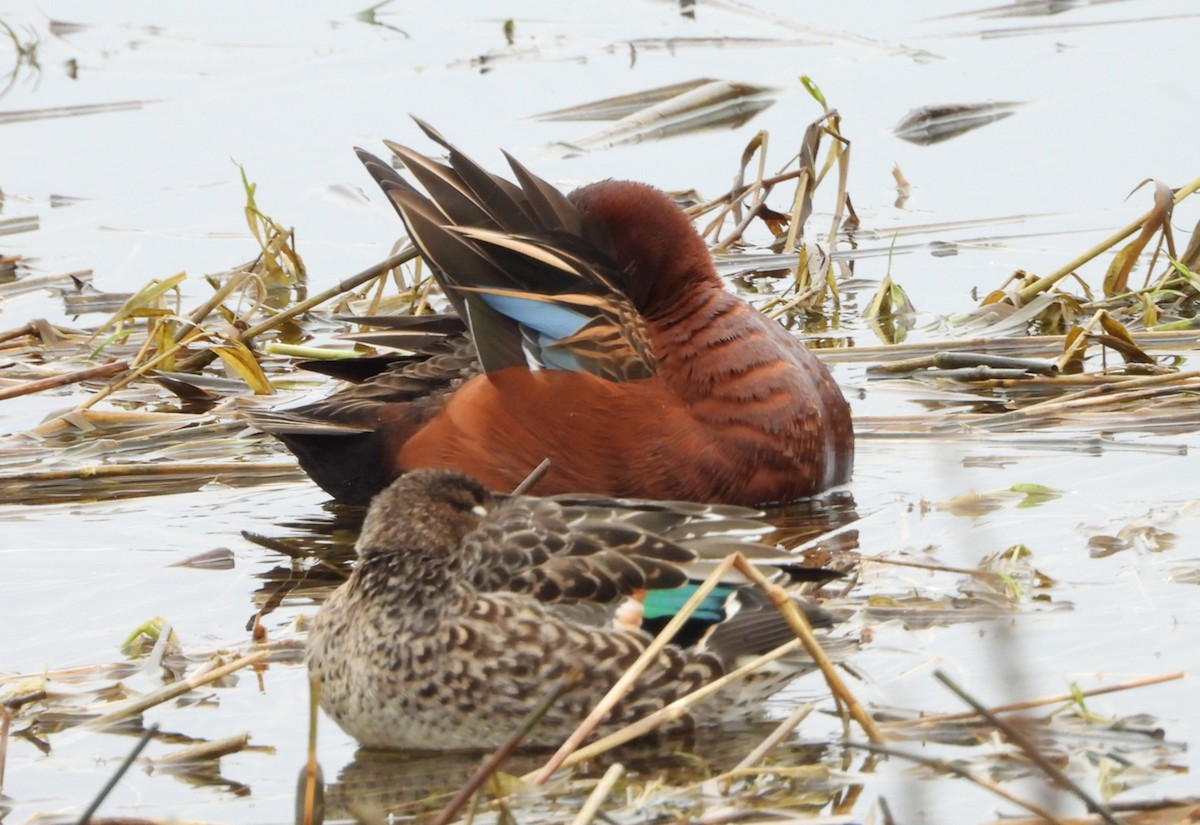Cinnamon Teal - ML646327082