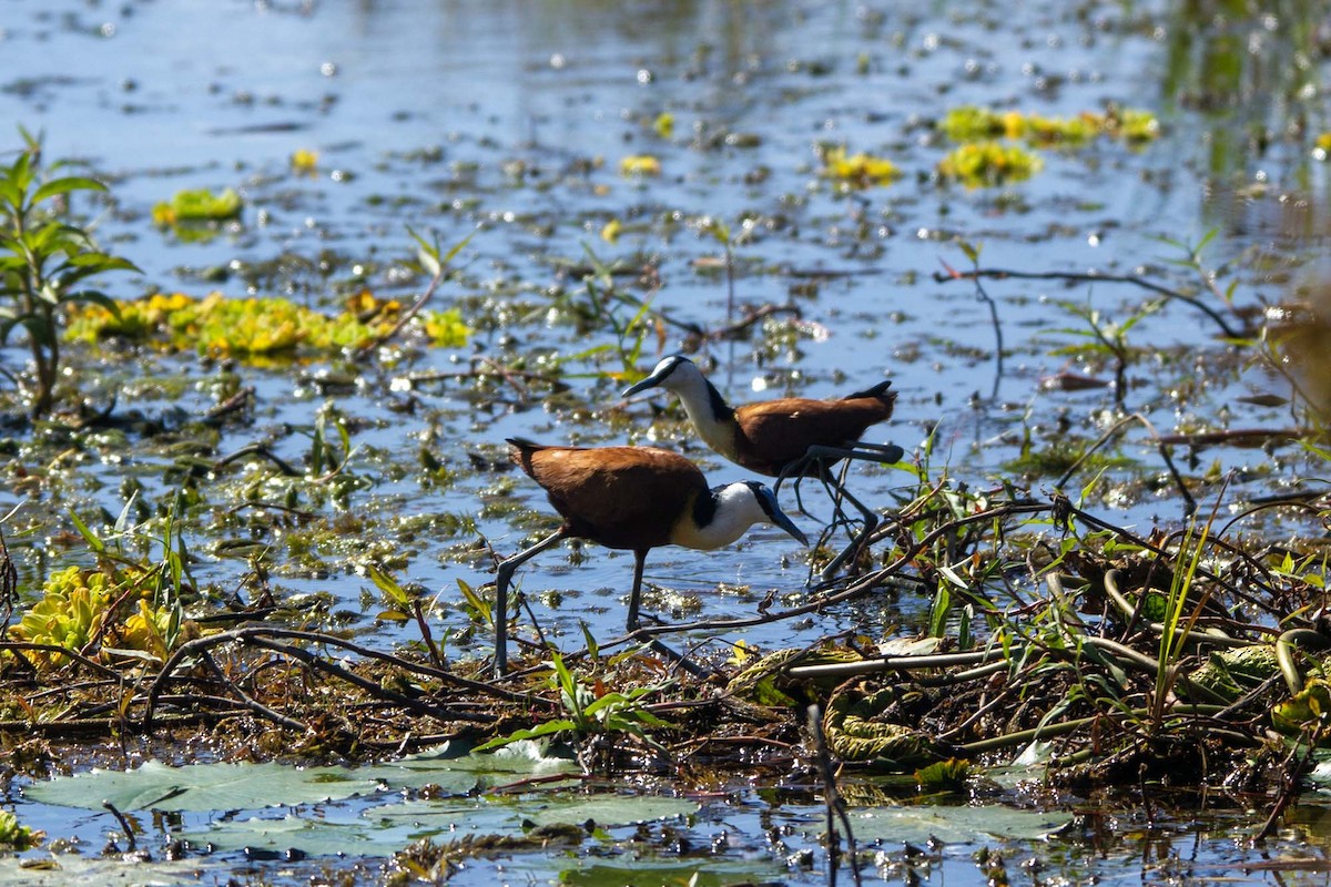 Afrika Jakanası - ML646327083