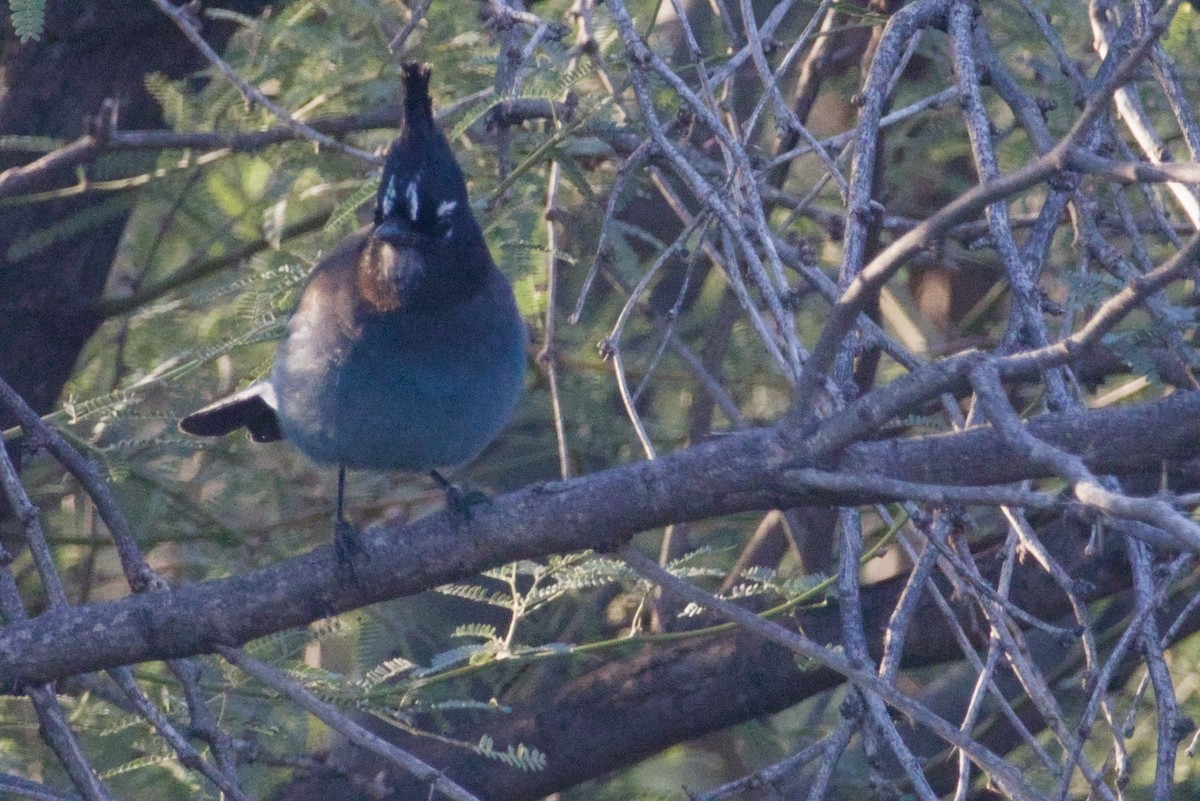 Steller Kargası [diademata grubu] - ML646327085