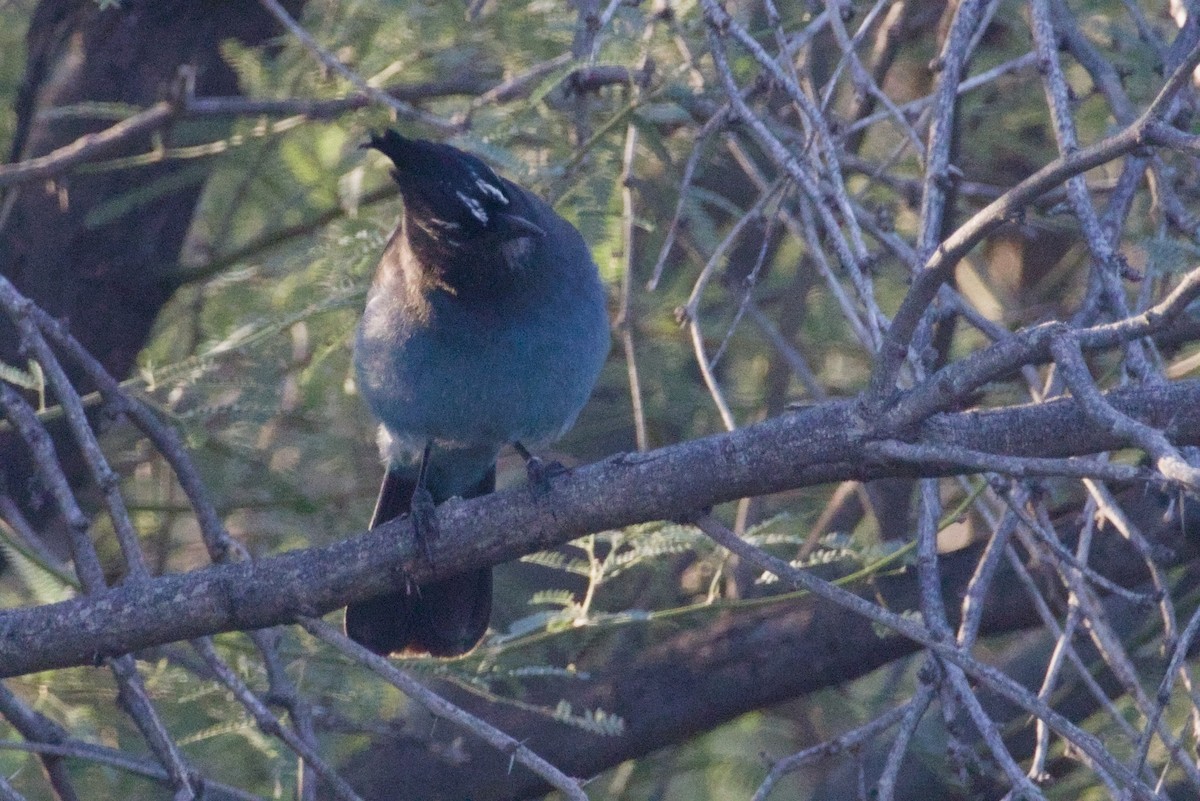 Steller Kargası [diademata grubu] - ML646327086