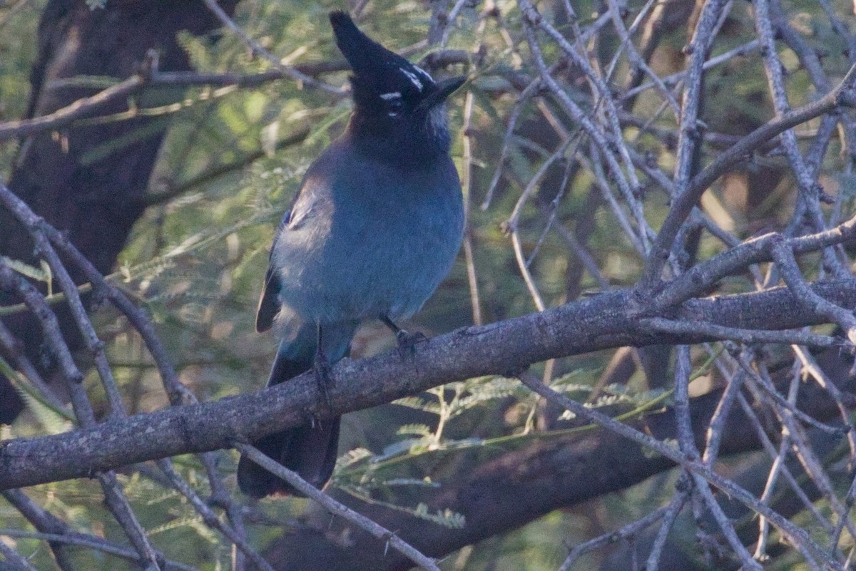 Steller Kargası [diademata grubu] - ML646327087