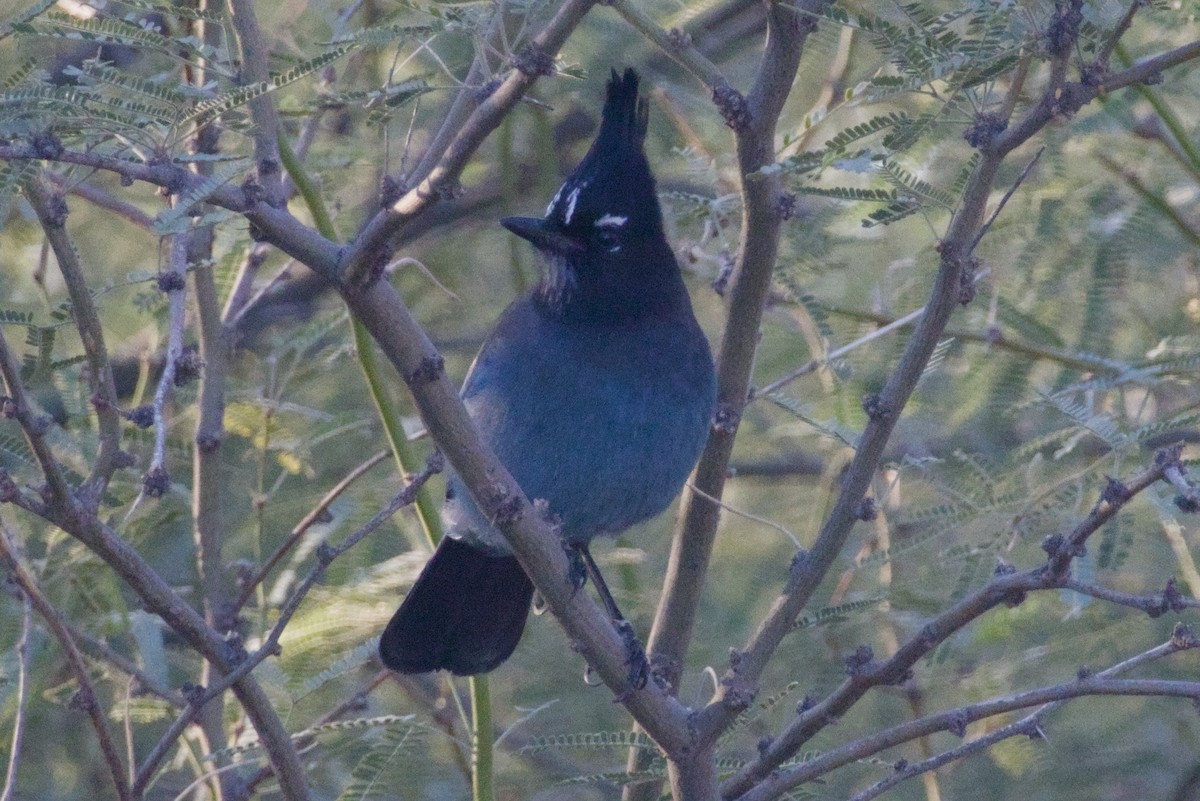 Steller Kargası [diademata grubu] - ML646327088