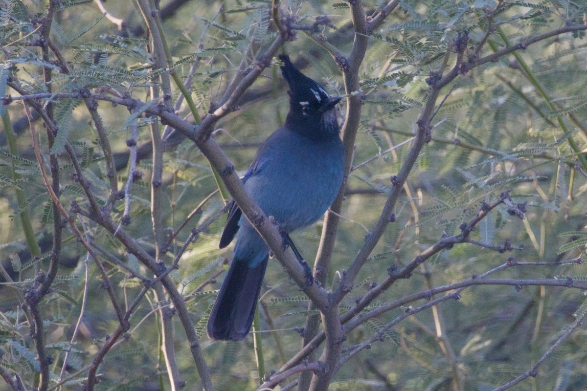 Steller Kargası [diademata grubu] - ML646327089