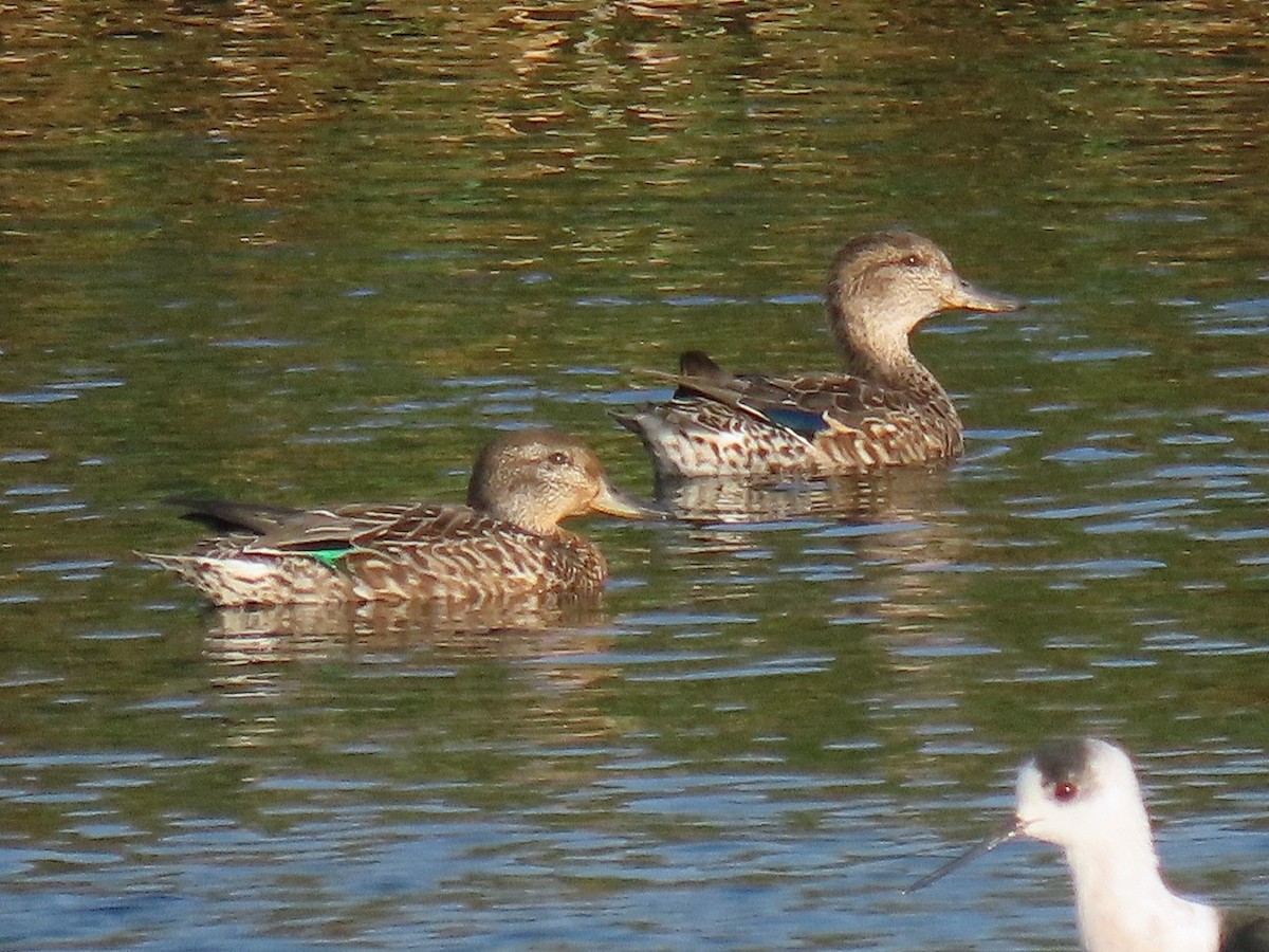 Green-winged Teal - ML646327090