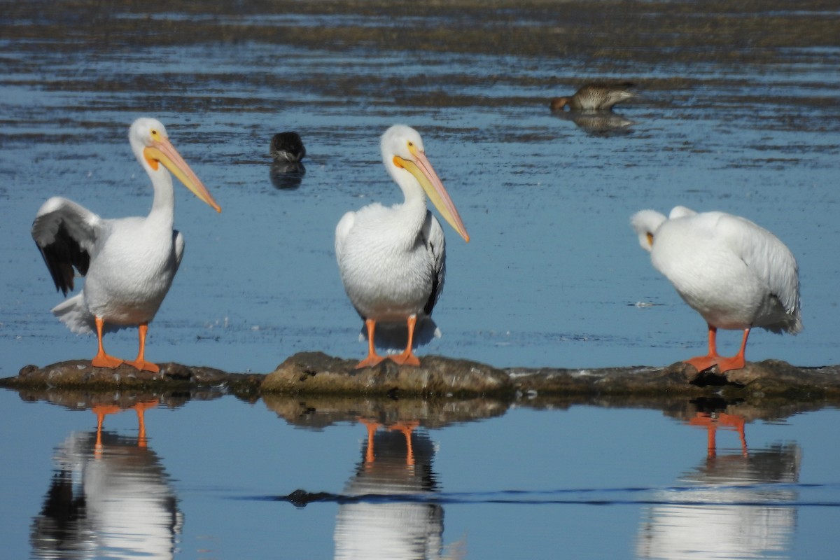 American White Pelican - ML646327091