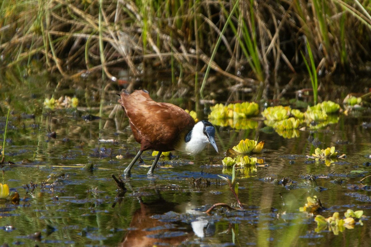 Afrika Jakanası - ML646327103