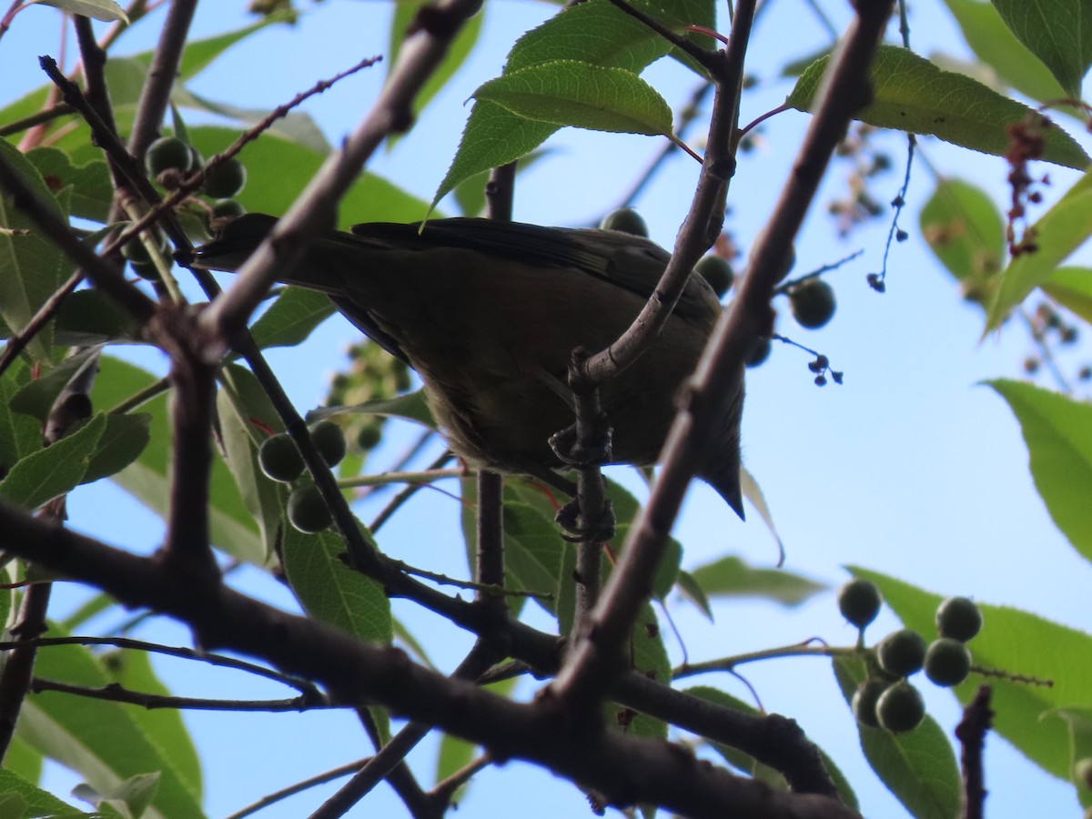 Palmentangare - ML646327127