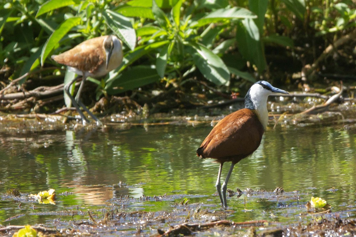 Afrika Jakanası - ML646327128